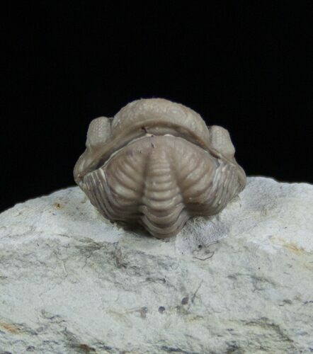 Enrolled Kainops Trilobite #1878